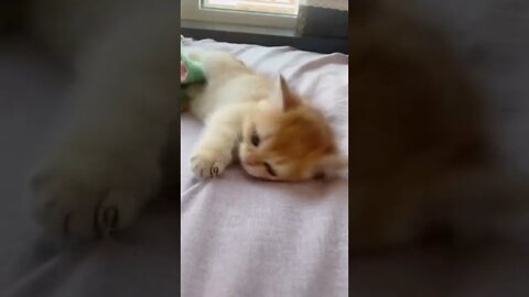 FUNNY CUTE KITTEN - Tiktok Compiled #Shorts