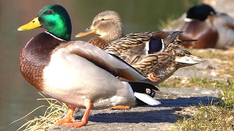 Mallard Ducks that Groom Together Stay Together