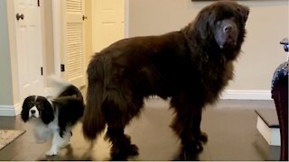 Newfie And Cavalier’s Shenanigans Entertain Their Mom