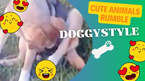 Funny Cute Dog just being a Dog doing Doggy Stuff 😂🐕😂