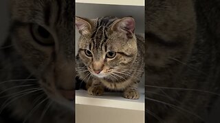 Kitty Cat in the cupboard.