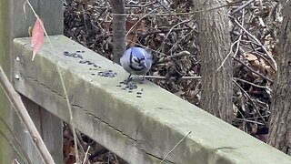 Blue Jay