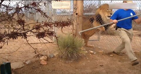 Scary encounter with a lion