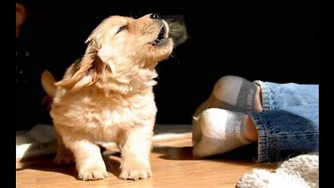 DOG BARKING AT MIRROR