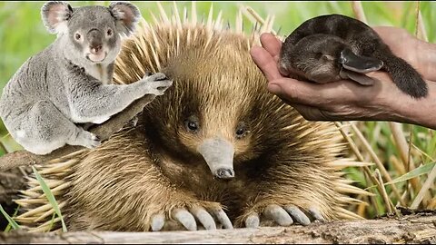 How to find ANIMALS in AUSTRALIA! Echidna, Platypus, Snakes, Lizards, Koala, Birds)