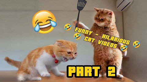 FUNNY 😂🤣 HILARIOUS Cat Videos PART 2