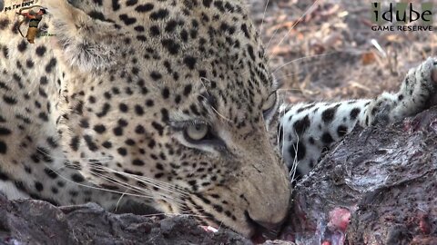 Male Leopard Feeds On The Remains Of A Buffalo Cow