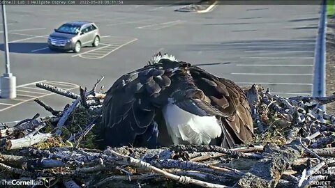 Iris lays her first egg. She needs a mate. 5-3-22