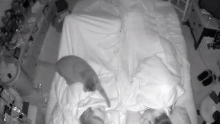 Cat Tries To Wake Up Owners In The Middle Of The Night
