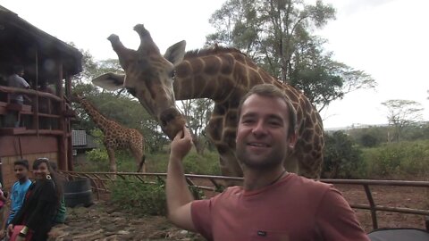 What You Need to Know About the Giraffe Centre in Nairobi