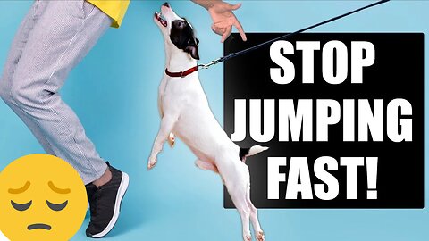 How to stop your dog from jumping on people