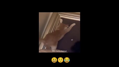 Cat 🐱 funny video.. #viral #cat #funny😂 #usa