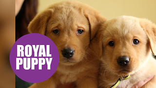 A litter of TEN puppies named after the Royals go to their new home