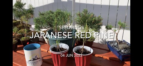 Japanese Red Pine Seedlings