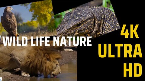 Wildlife Nature Documentary | wildlife animals | 4k ultra hd wildlife video |