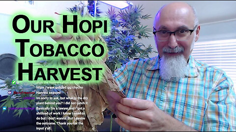 Our Hopi Tobacco Harvest: 1000 Year Old Tobacco, Nicotiana Rustica, Strong/Aztec Tobacco