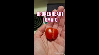 BROKEN HEART TOMATO