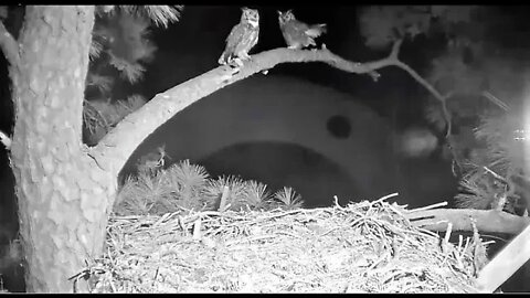 Great Horned Owls Early Morning Rendezvous 1/15/22 4:51 AM