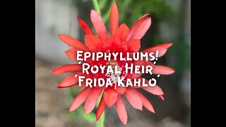 Epiphyllums ‘Royal Heir’ and ‘Frida Kahlo’