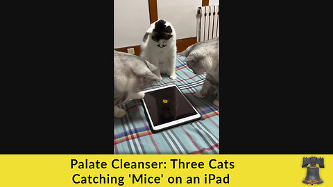 Palate Cleanser: Three Cats Catching 'Mice' on an iPad