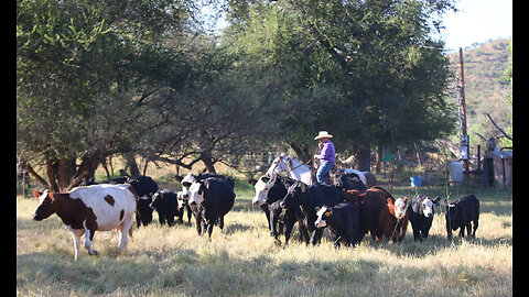 Ranchers Warn About Record Drop In Cattle Production As Retailers Prepare For Awful Meat