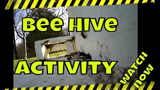 Honey Bee Hive Cam - See The Bees Up Close! #beekeeping #honeybees #beekeeper #beehive #bees #bee