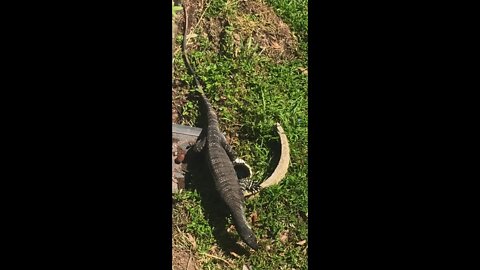 Large goanna investigating for lunch as I prepare to walk home. Look at those claws