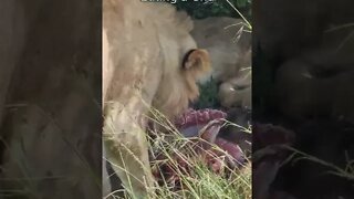 Wildlife Sightings Today 01/06/22 (Lions, Hyena, etc) | Lalashe Maasai Mara | #shorts