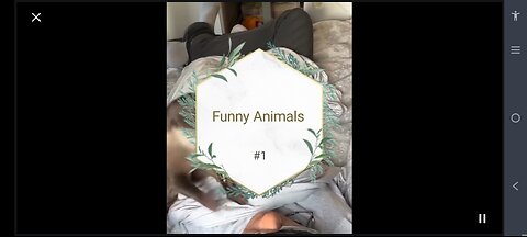 Funny animals video #1, Animal Antics: Hilarious Videos Guaranteed to Make You Smile!