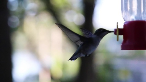 Hummingbirds in flight: HD footage