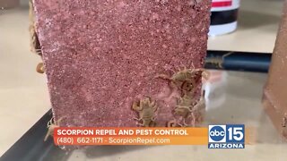 Keep scorpions OUT of your house with Scorpion Repel