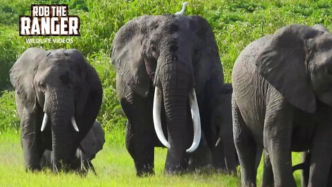 Amboseli Elephant Herd Leaving The Swamps | Zebra Plains Safari