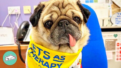 How a Little Pug Became a Big Deal: The Story of a Therapy Dog | Furry Buddies