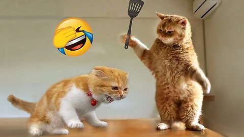Ultimate ▶ Cats Being Jerks 😼 | Funniest of the Month | ONLY Cats Cute & Funny Videos