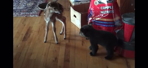 Baby Bear Meets Baby Deer ~ Adorable and Funny Animal Video
