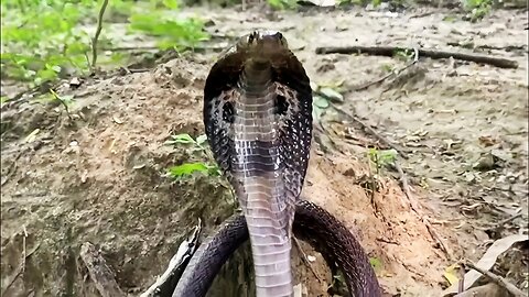 Indian Spectacled Cobra Highly Venomous Snake