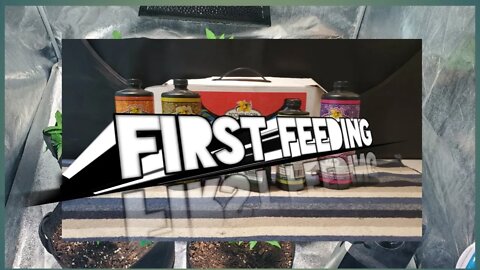 First Feeding for AutoFlowers