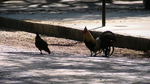 Famous Ybor chickens patrol the streets of Ybor City