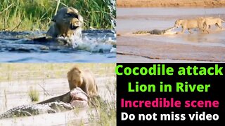 Cocodile was tragically attack by lion because he challenged to kill cocodile ||