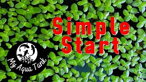 Simple Start - Politics, Life and Aquariums - How TO: