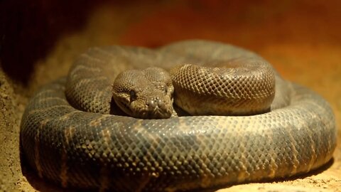Shot of Curled Up Rattlesnake