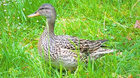 Mrs. Gadwall Duck on a Short Morning Stroll