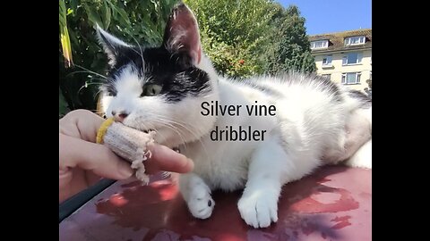 Cats DROOL for the silver Vine hand band!
