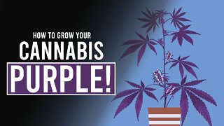 How to Grow your Cannabis PURPLE!