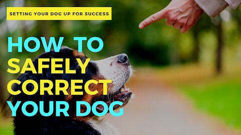 How to Safely Correct Your Dog