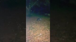 RACCOON Fights 3 am! #whoa #bringiton #crazy #wildlife #wow #whowon #gtfoh #crazy #omg #subscriber