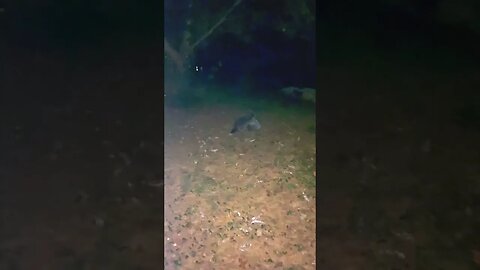 RACCOON Fights 3 am! #whoa #bringiton #crazy #wildlife #wow #whowon #gtfoh #crazy #omg #subscriber