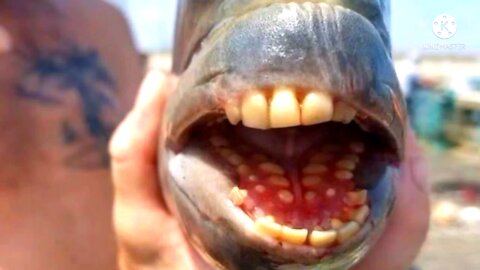 Peixe com Dentes, será o final dos tempos?