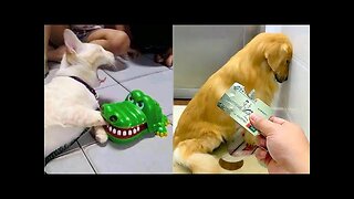 Funniest Animals | Funny Dog And Cat | Funny Animals Video #4