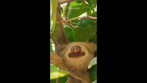 Amazing Facts About Sloths #shorts #viral